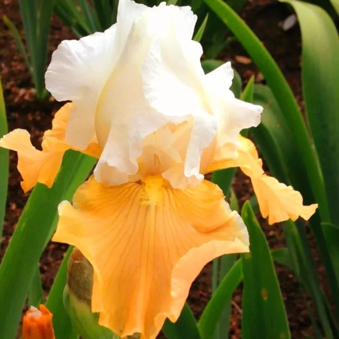 Iris 'Pumpkin Cheesecake'