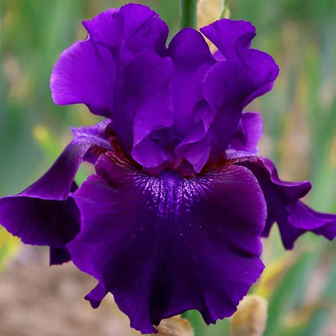 Iris 'Rosalie Figge'
