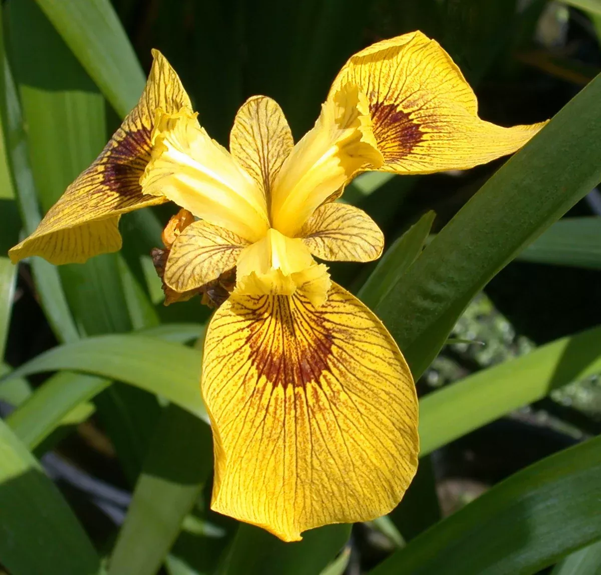 Iris "Roy Davidson"