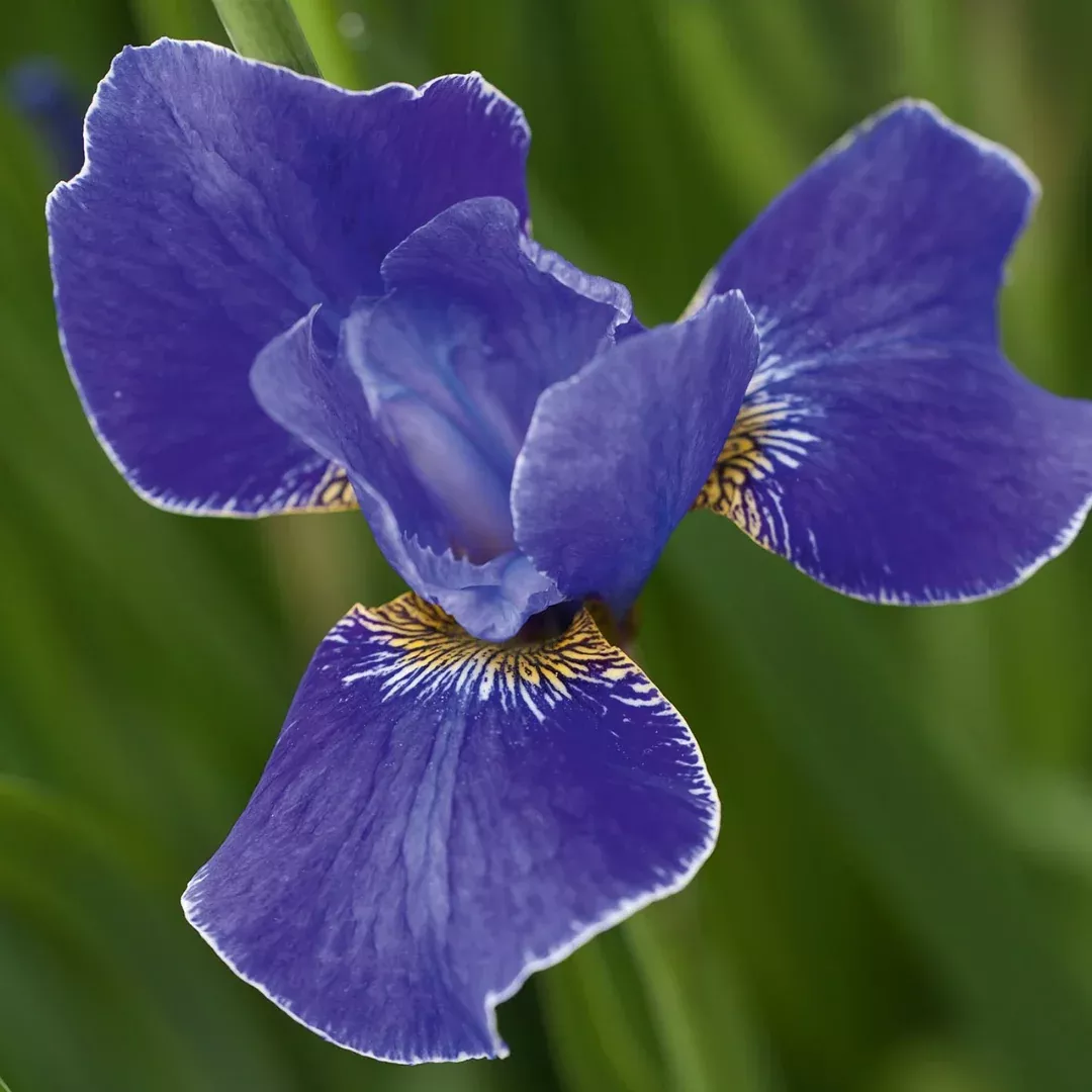 Iris 'Silver Edge'