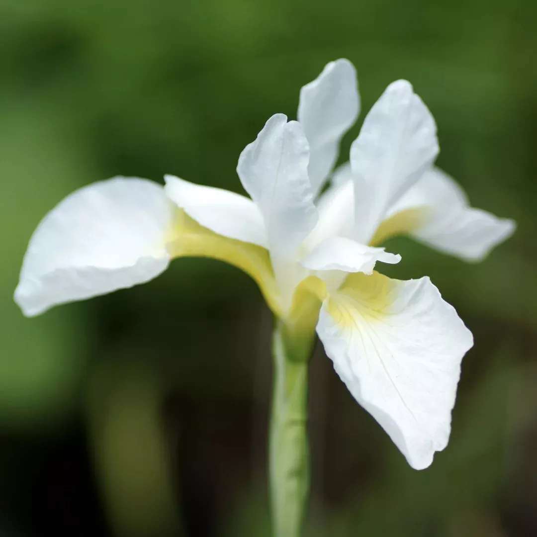 Iris 'Snow Queen'
