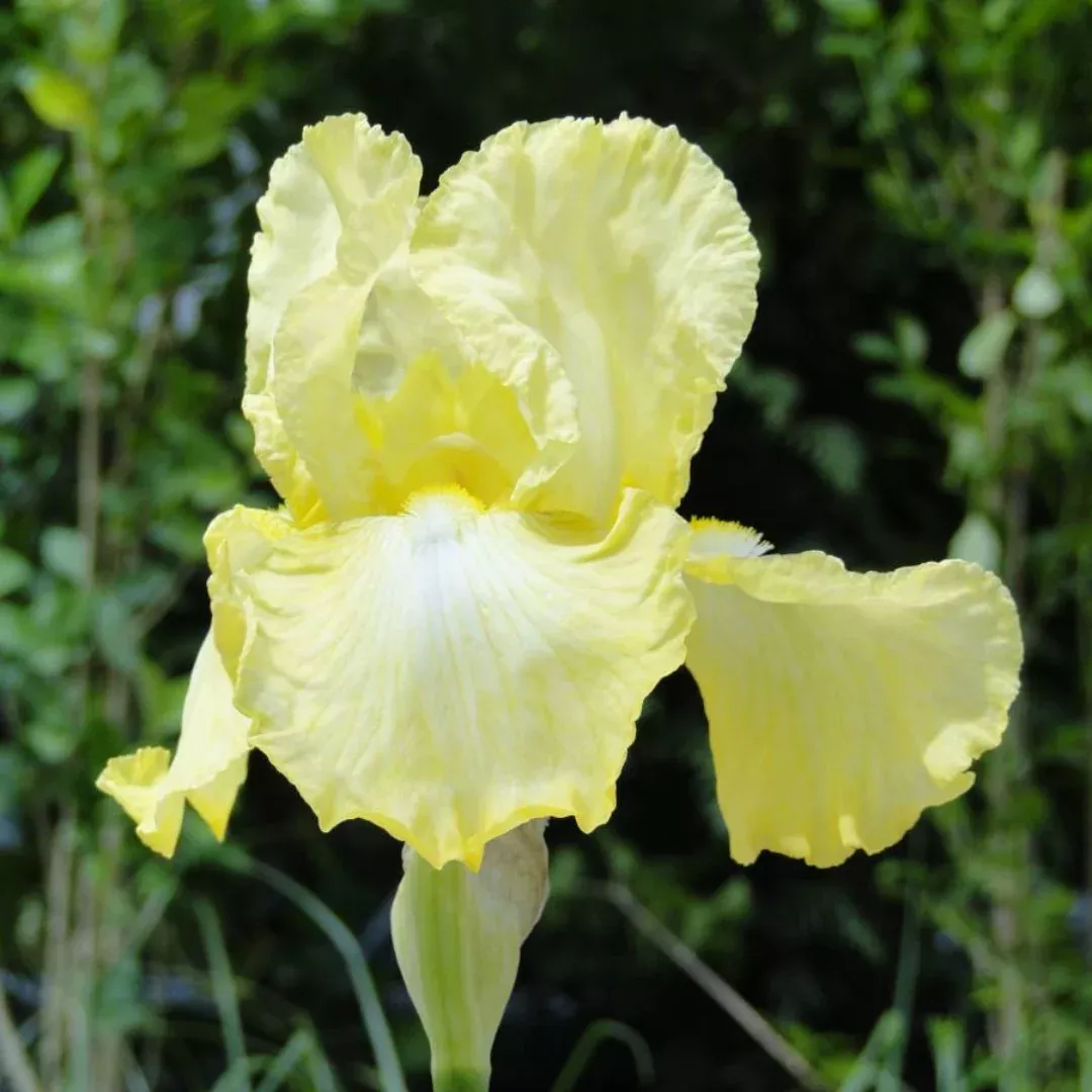 Iris 'Summer Olympics'