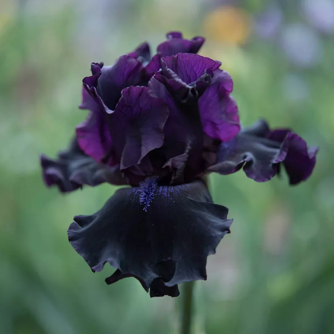 Iris 'Superstition'