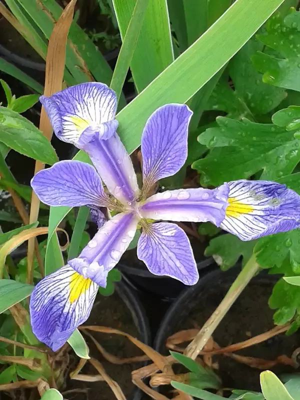 Iris Versicolor "Blue Flag"