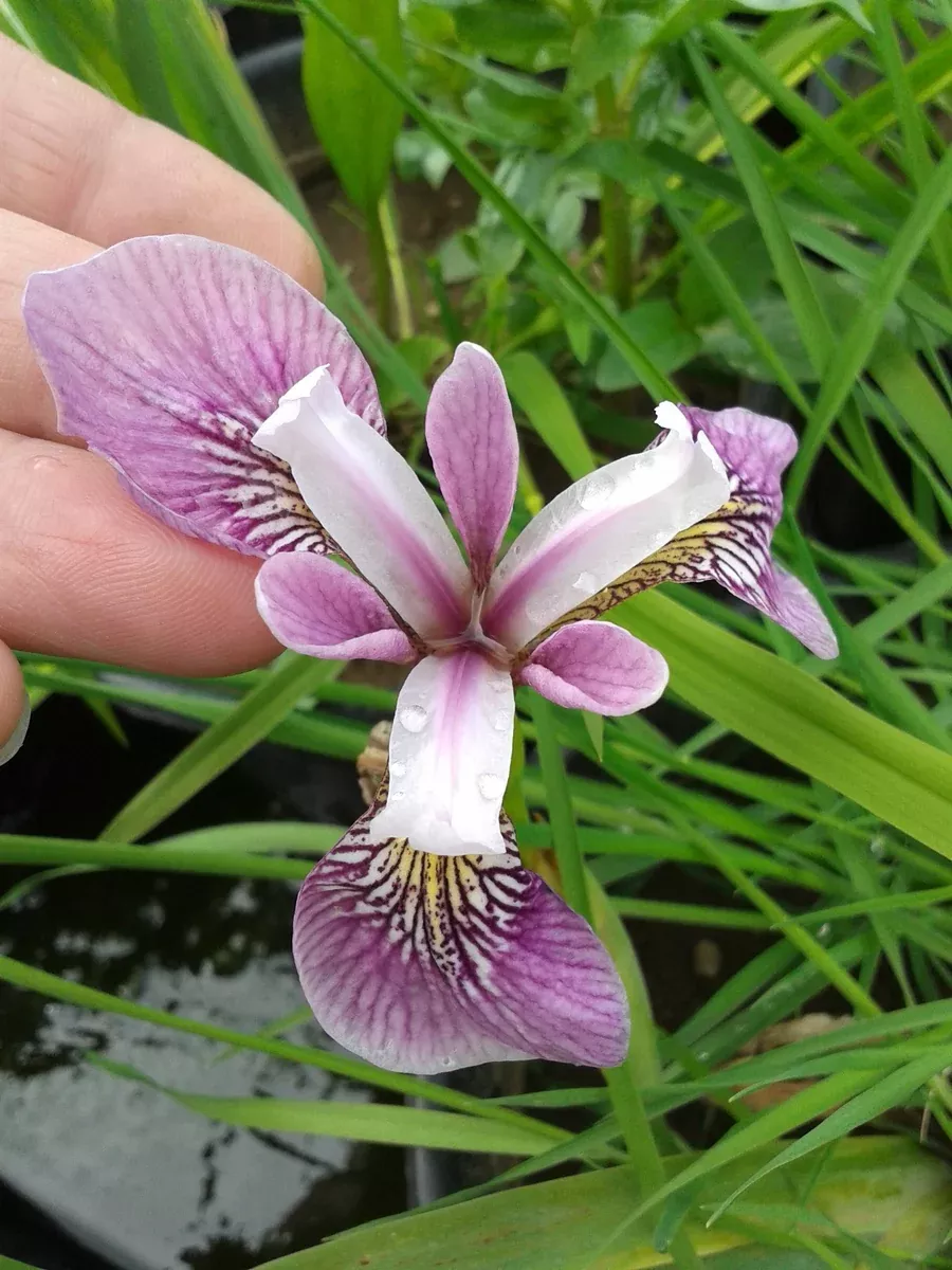 Iris Versicolor - Deep Rose