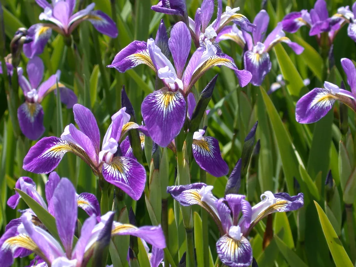 Iris Versicolor -Mountain Brook