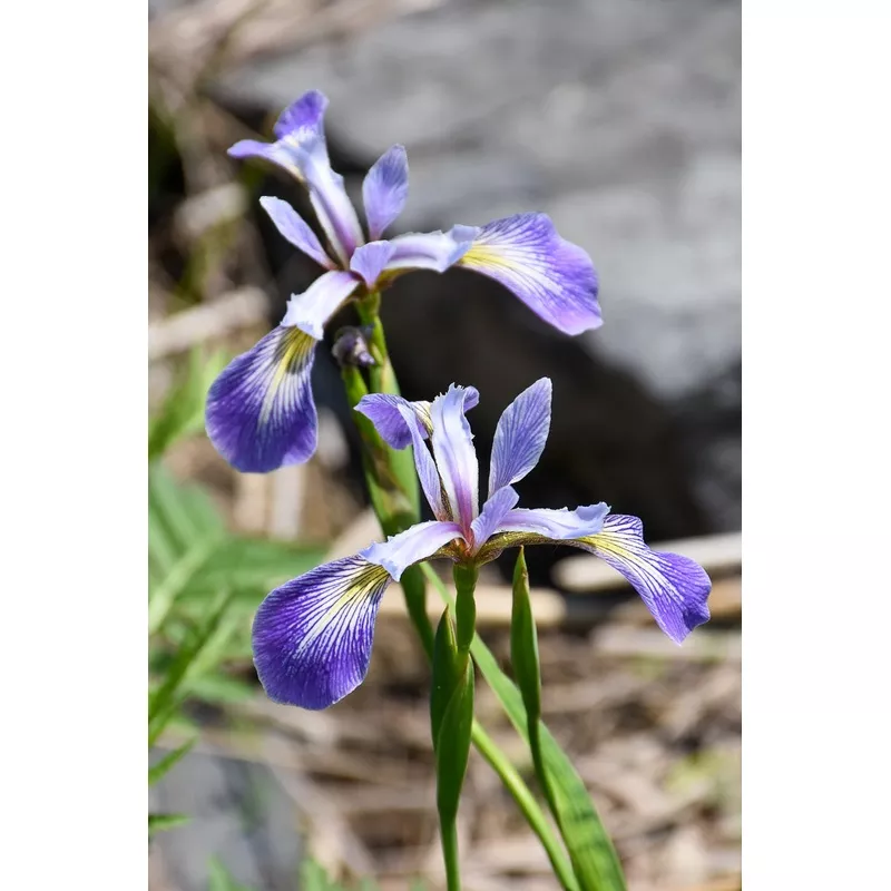Iris versicolor