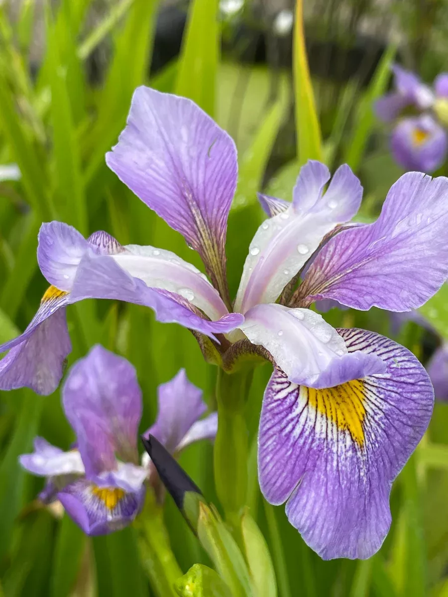 Iris Virginica Contraband Girl