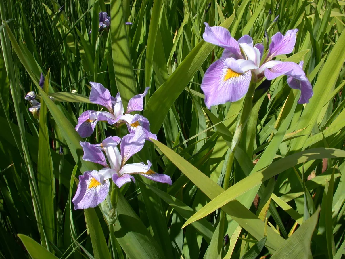 Iris virginica Purple Fan