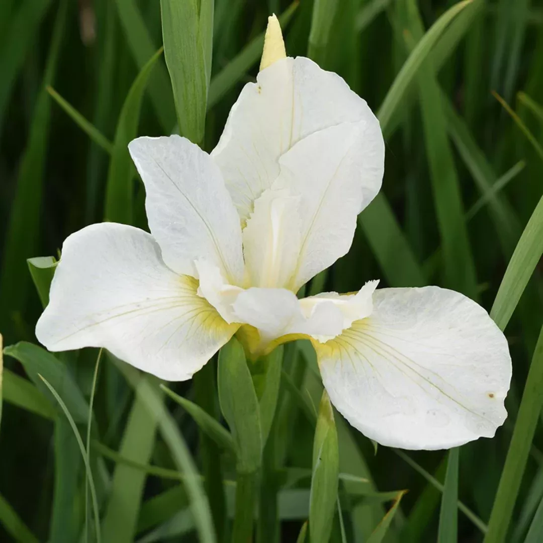 Iris 'White Swirl'