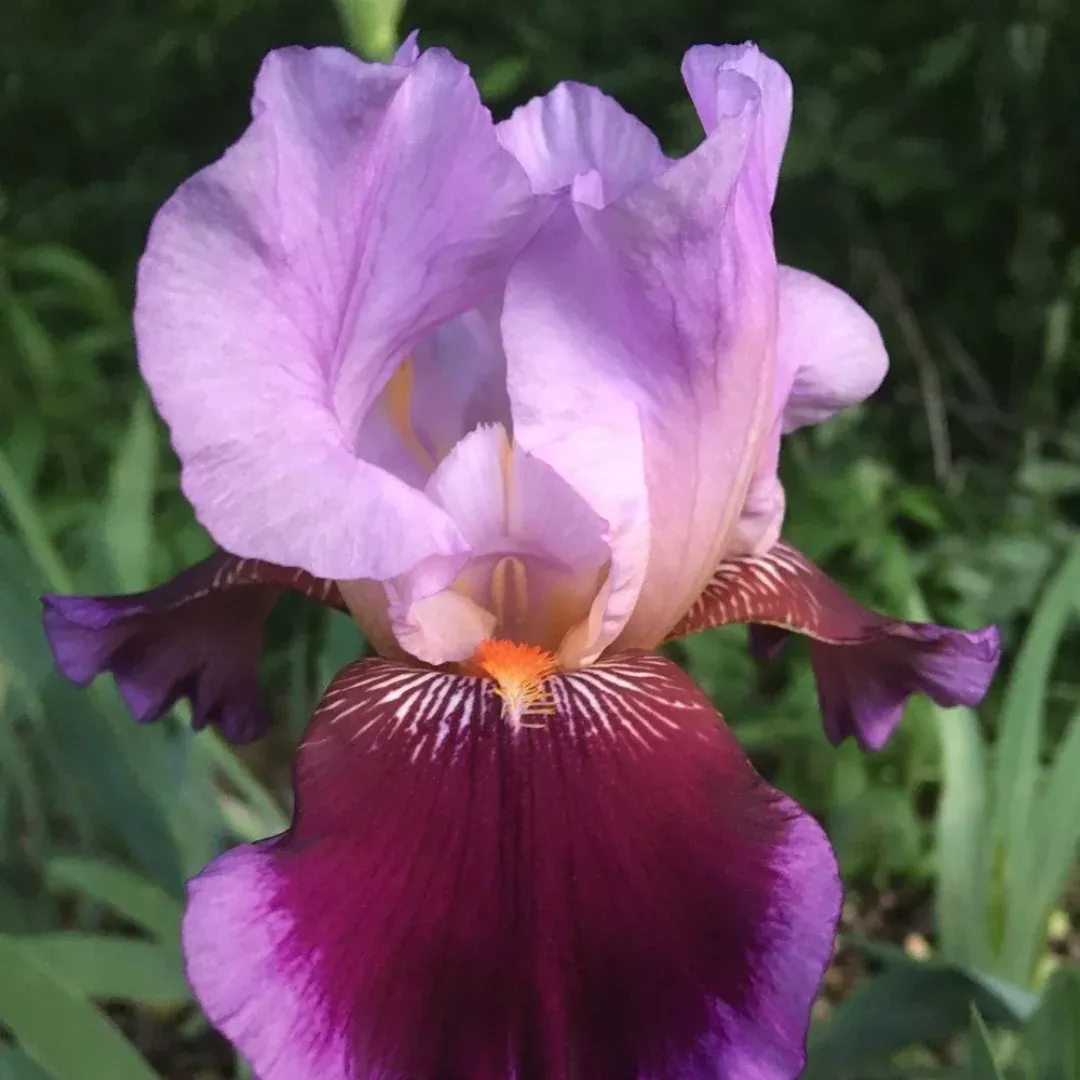 Iris 'Wine and Roses'