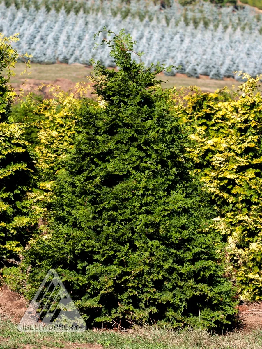 Iseli Green Hinoki Falsecypress