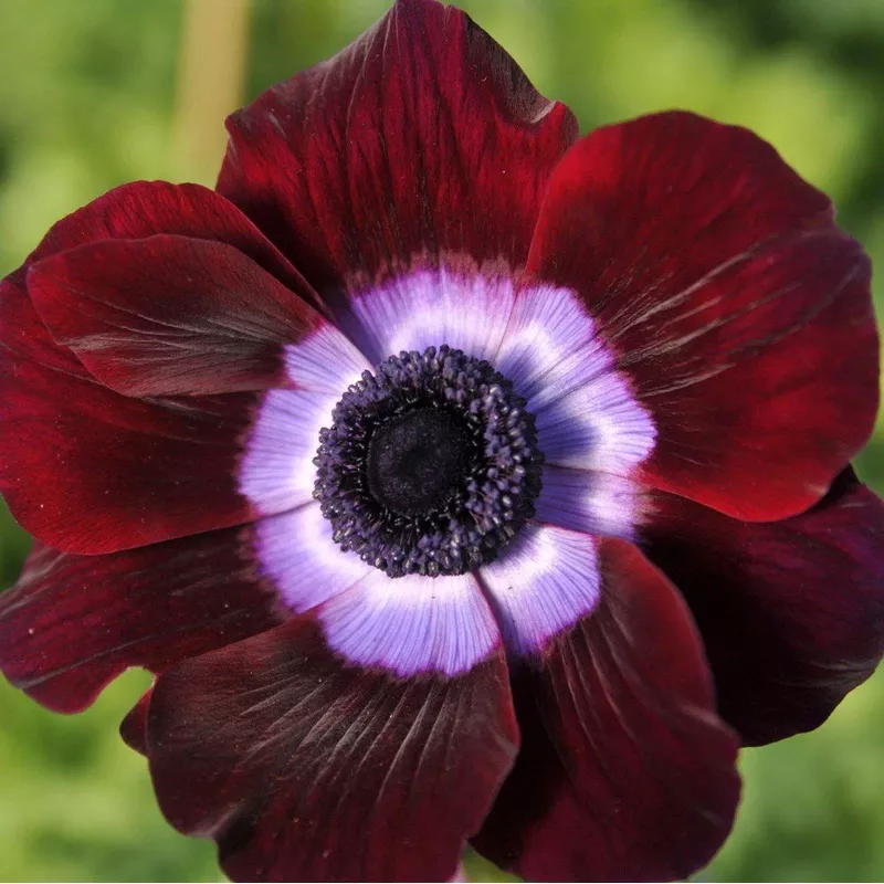 Italian Anemone – Mistral Bordeaux