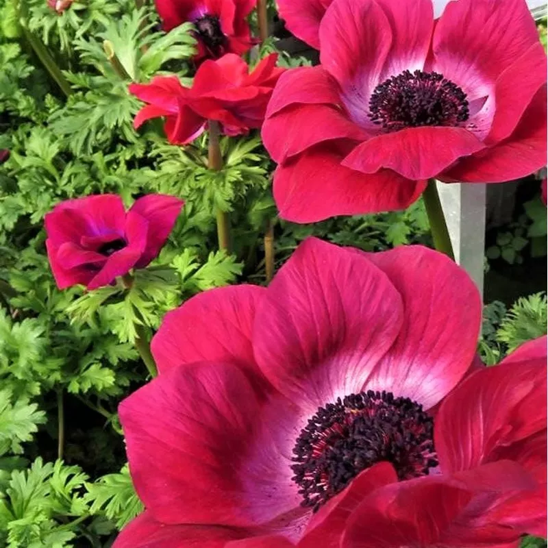 Italian Anemone - Mistral Magenta