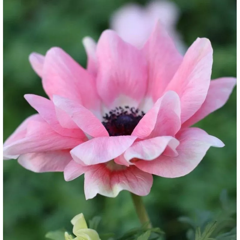 Italian Anemone - Mistral Rosa Chiaro