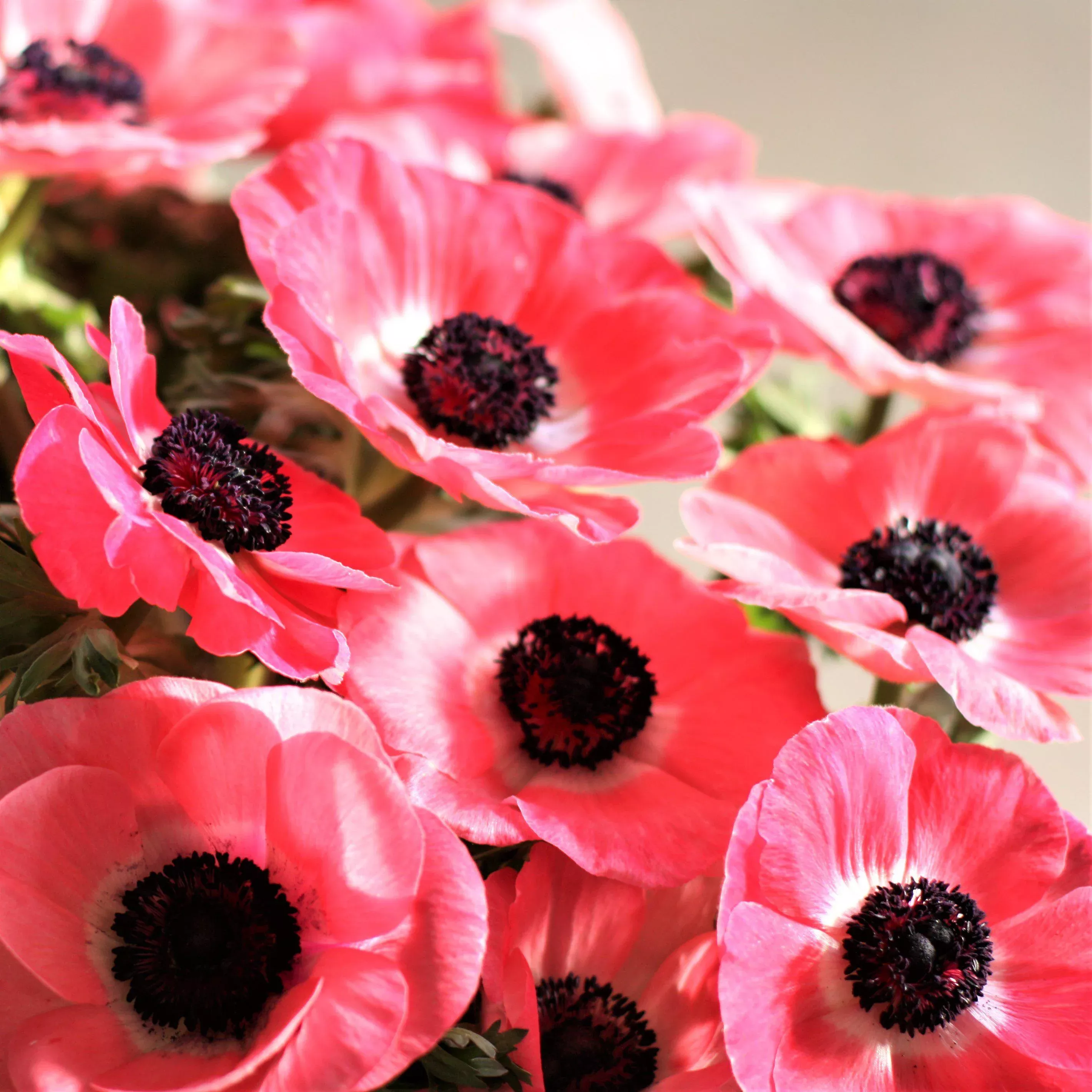 Italian Anemone - Mistral Shocking