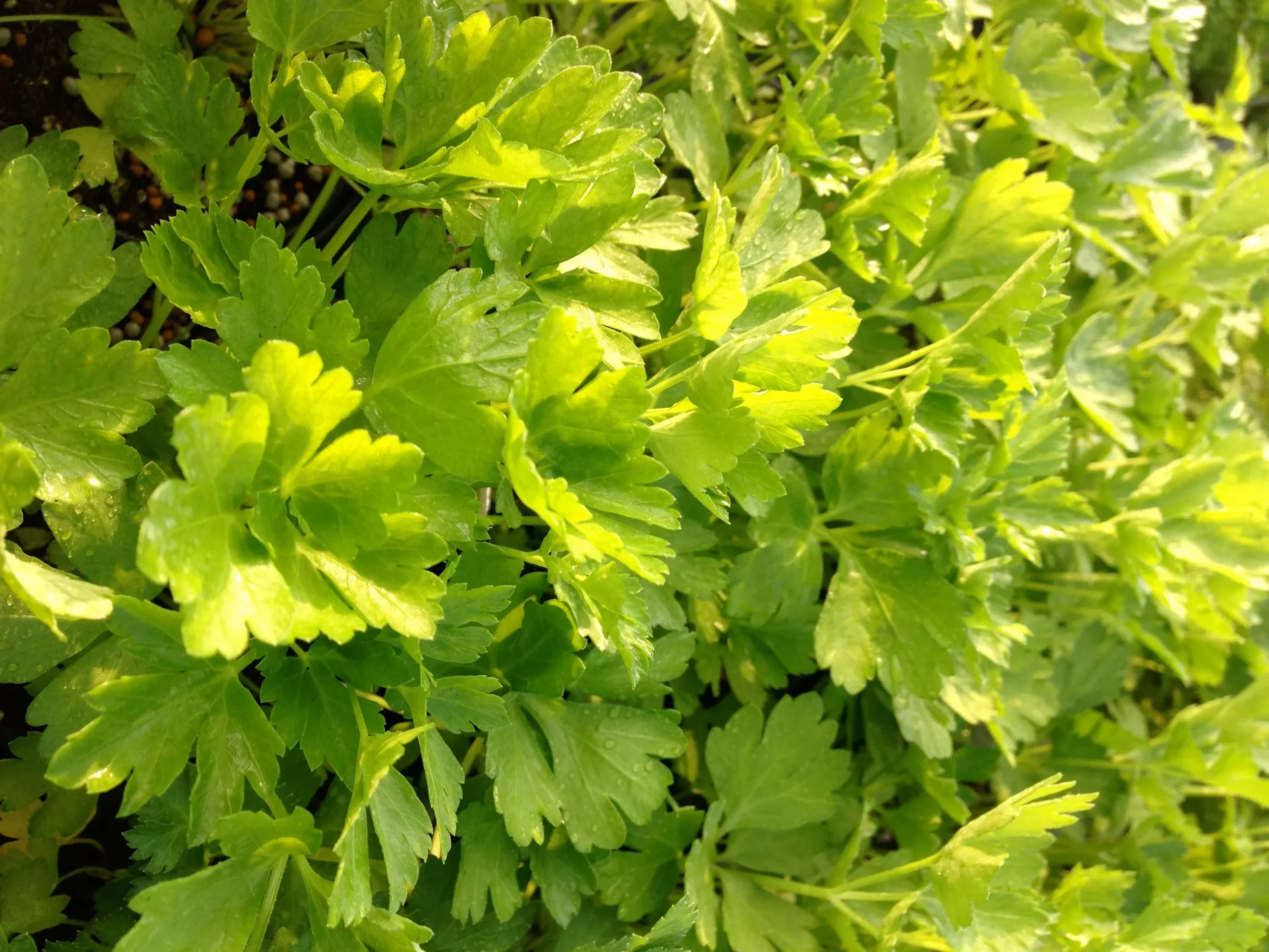 Italian Parsley