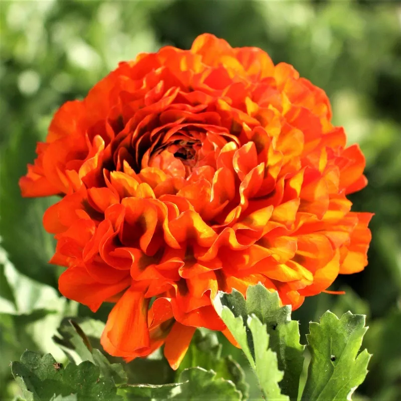Italian Ranunculus - Cloni Pon Pon Garfield