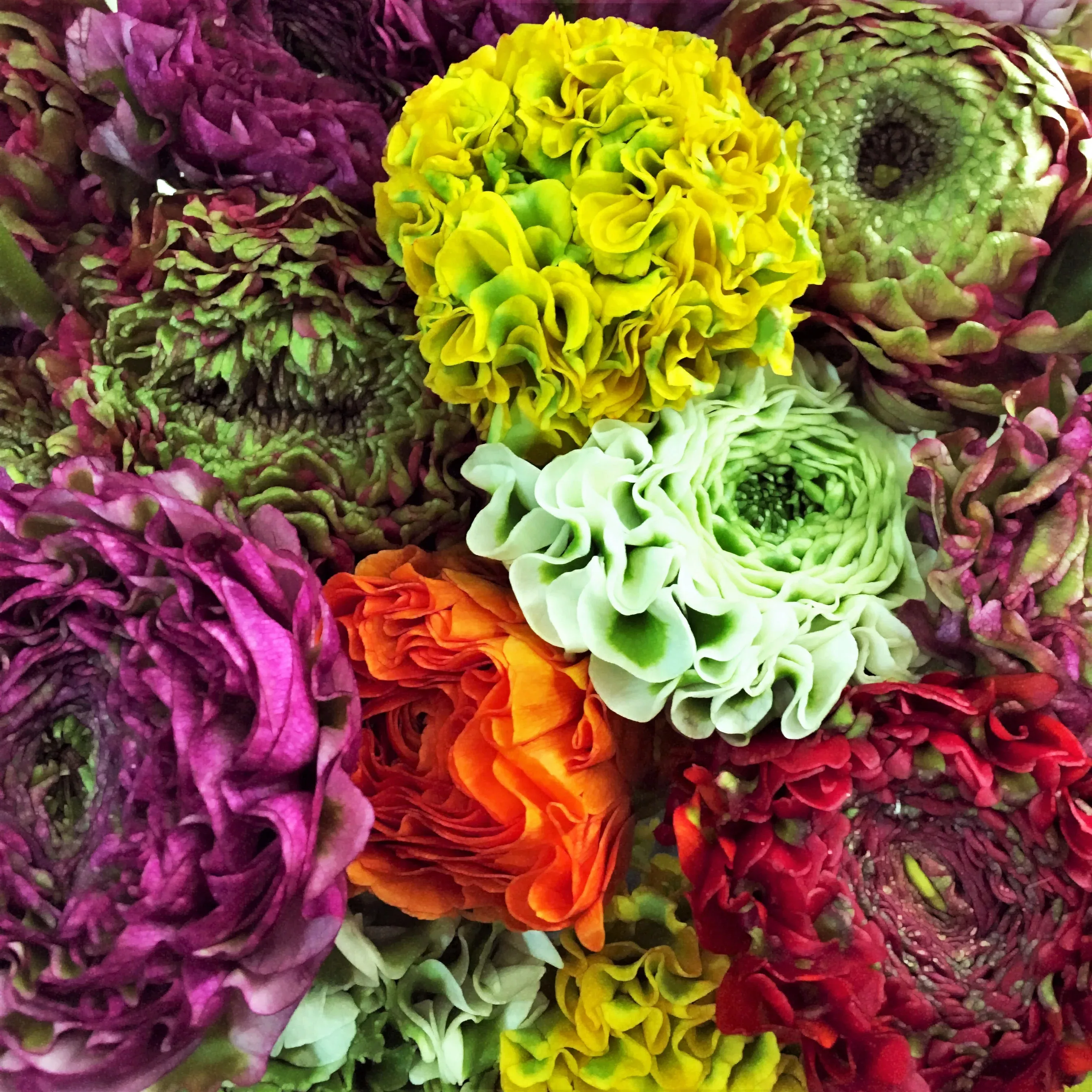 Italian Ranunculus - Cloni Pon Pon Mix