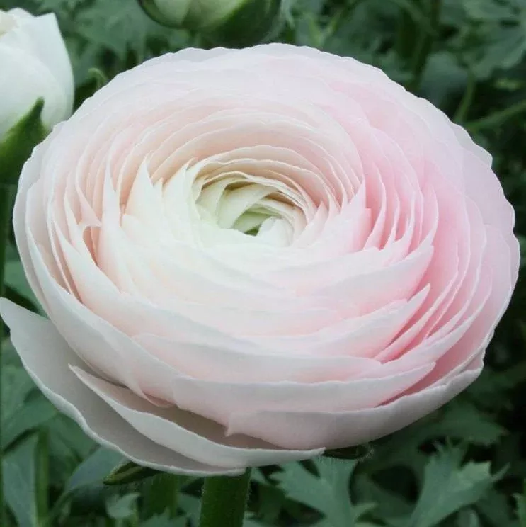 Italian Ranunculus - Cloni Success Hanoi