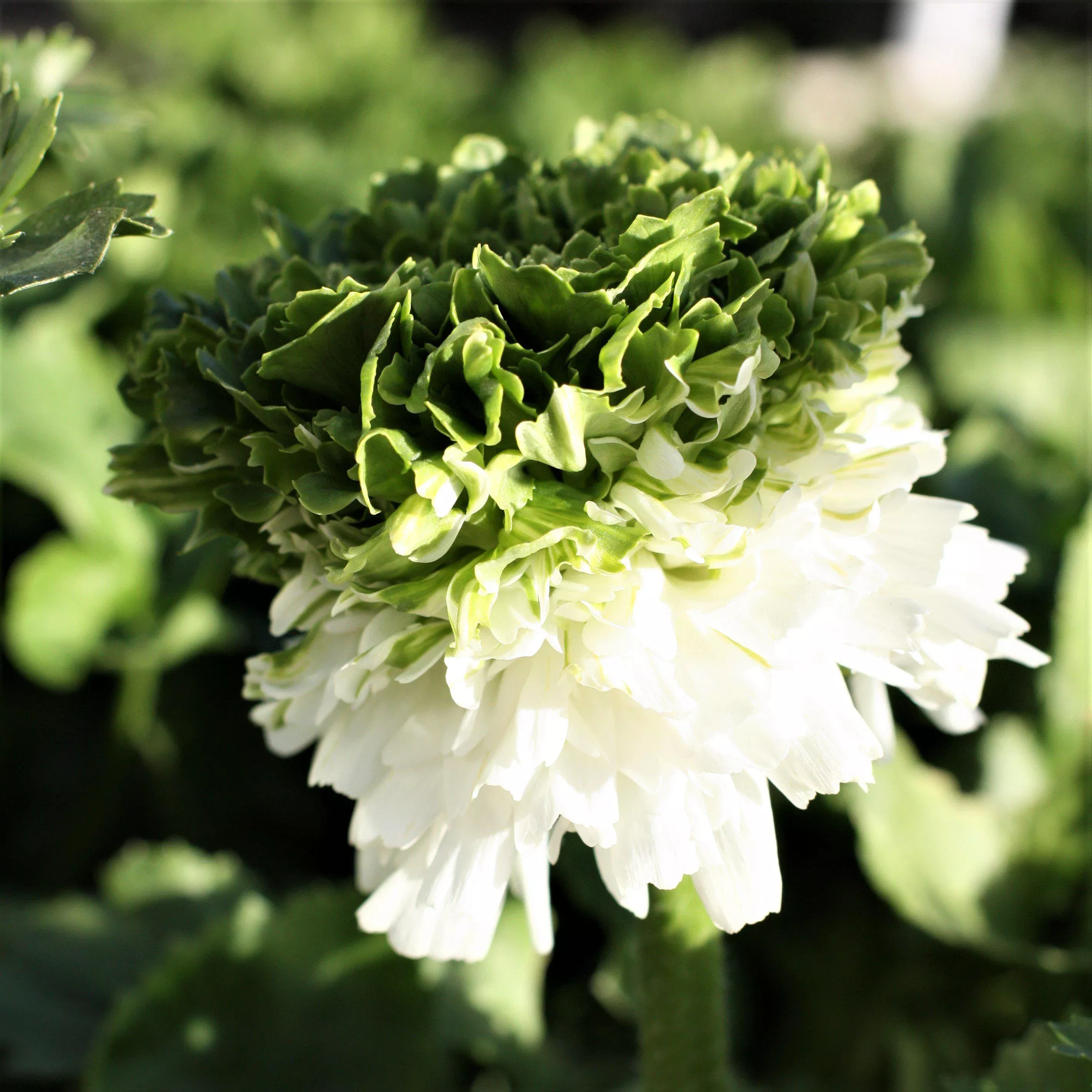 Italian Ranunculus - Elegance Bianco Festival