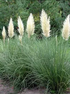 Ivory Feathers Grass