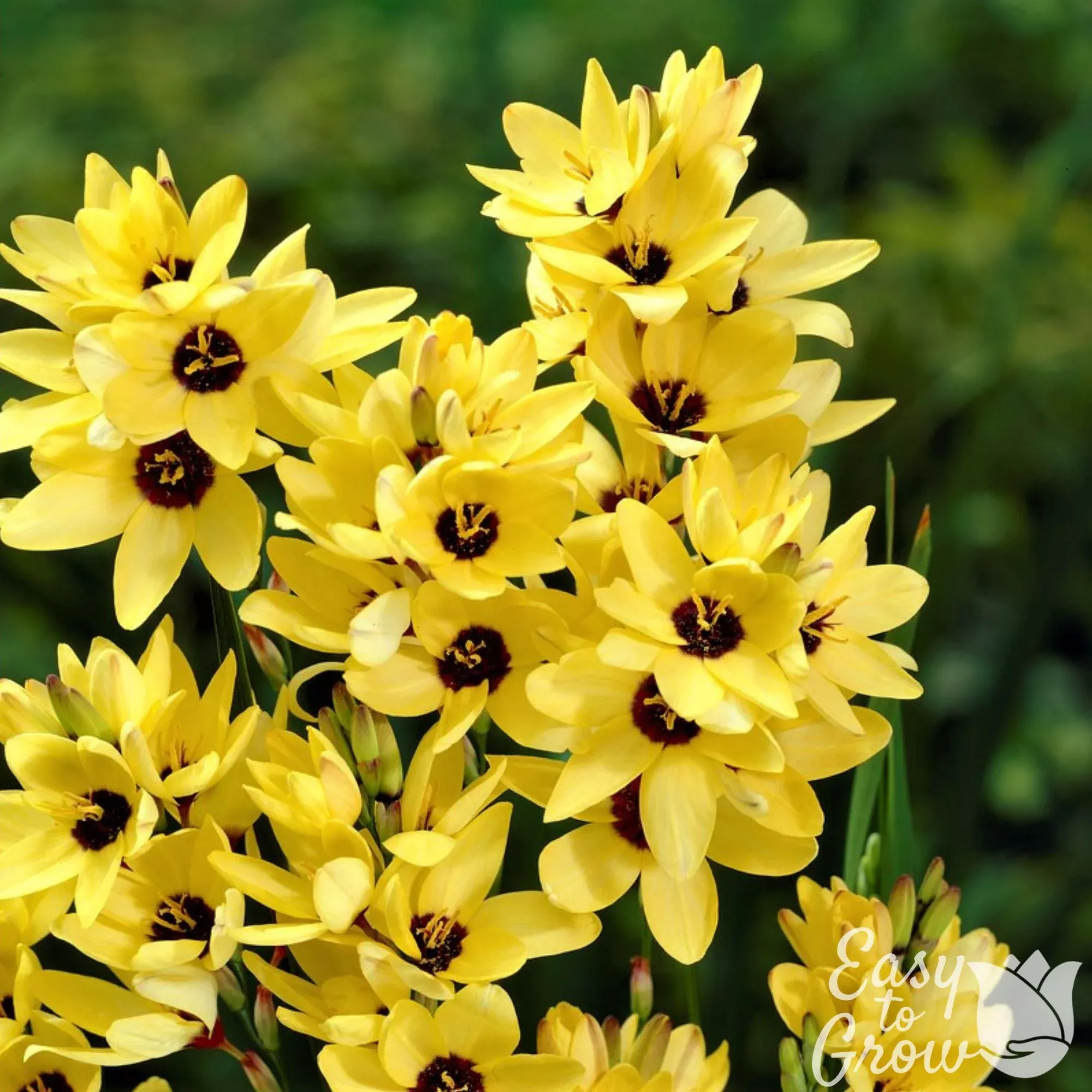 Ixia - Yellow Emperor