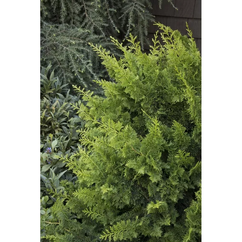 Jade Waves™ Fernspray False Cypress