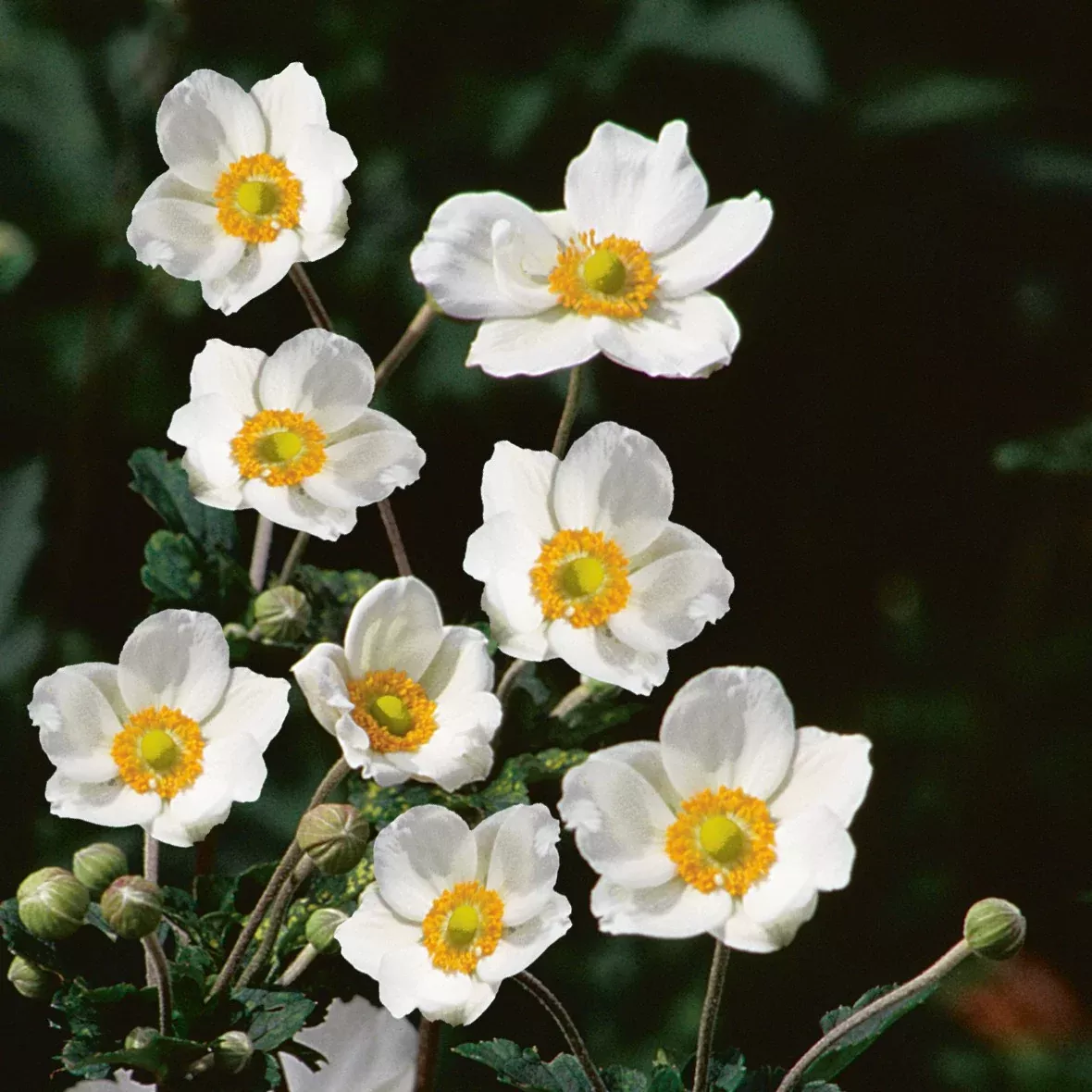Japanese Anemone - Honorine Jobert