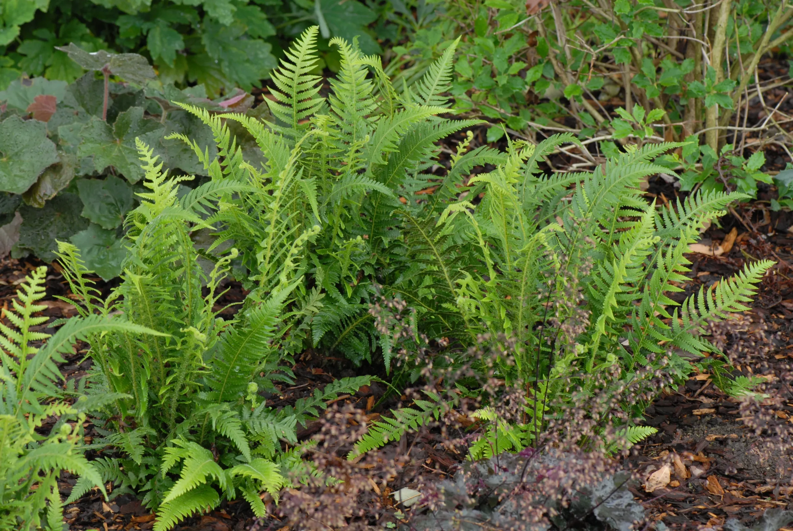 Japanese Beech Fern