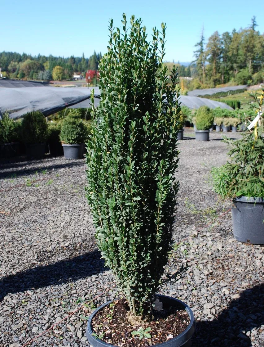 Japanese Holly