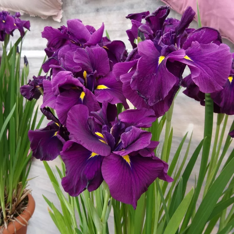 Japanese Iris - Dinner Plate Eileen's Dream