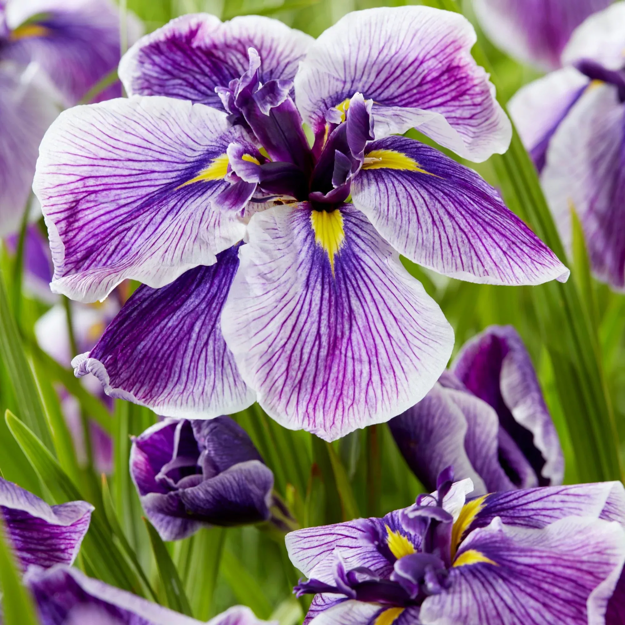 Japanese Iris - Dinner Plate Sundae