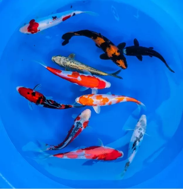 Japanese Koi 8"-10" Pack of 3