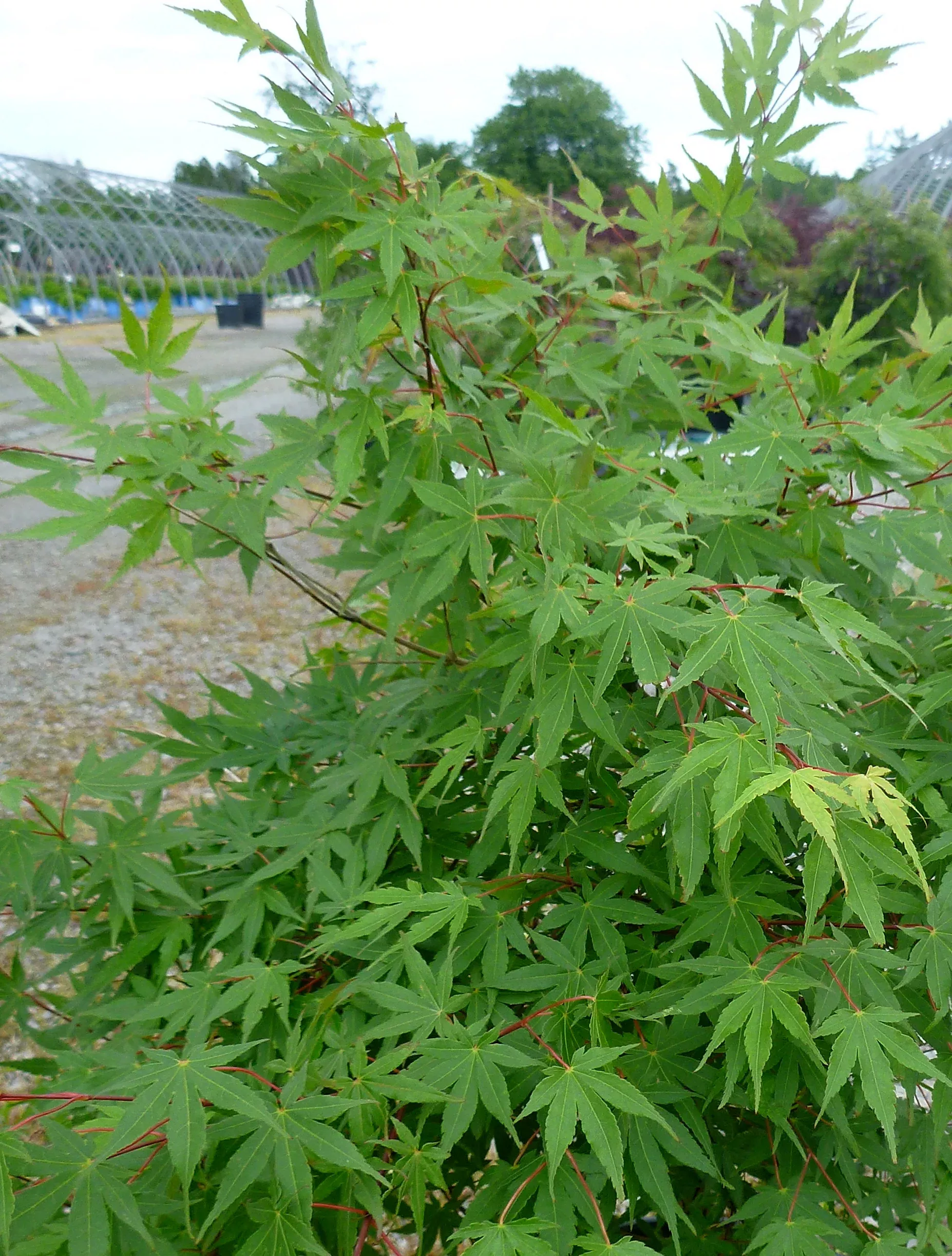 Japanese Maple