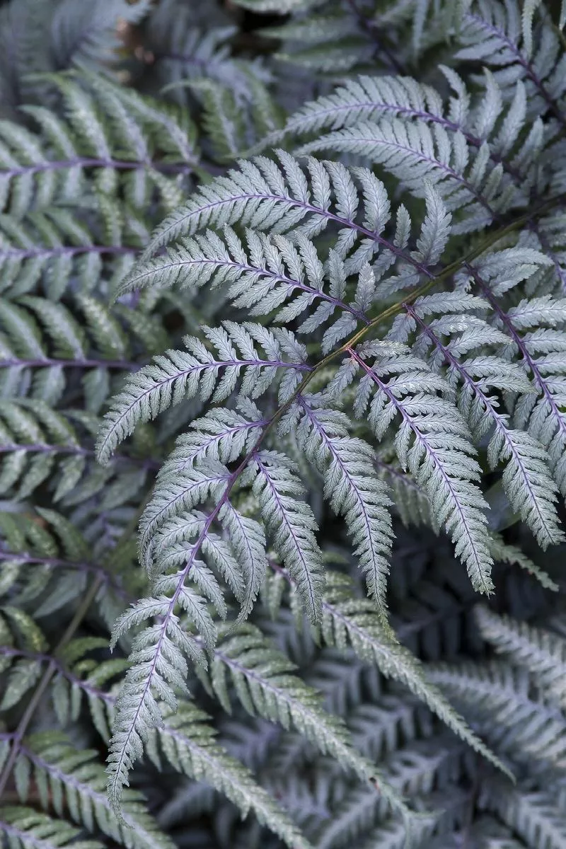 Japanese Painted Fern