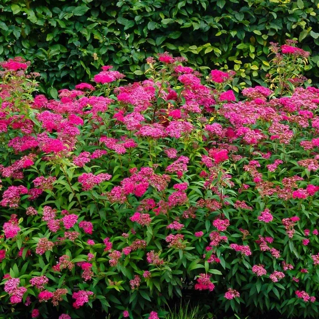 Japanese Spiraea
