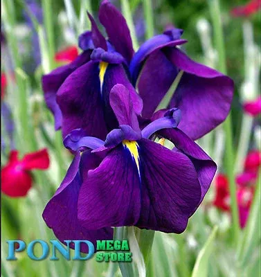 Japanese Variegated Iris, SALE! (Iris Ensata Variegata)