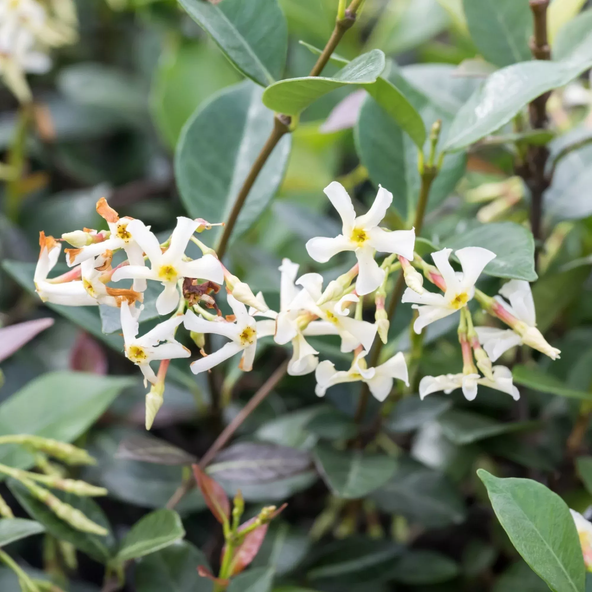 Jasmine - Asiatic Minima