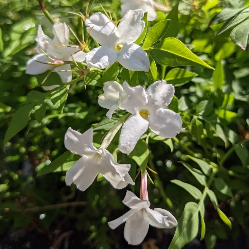 Jasmine - Officinale Hardy