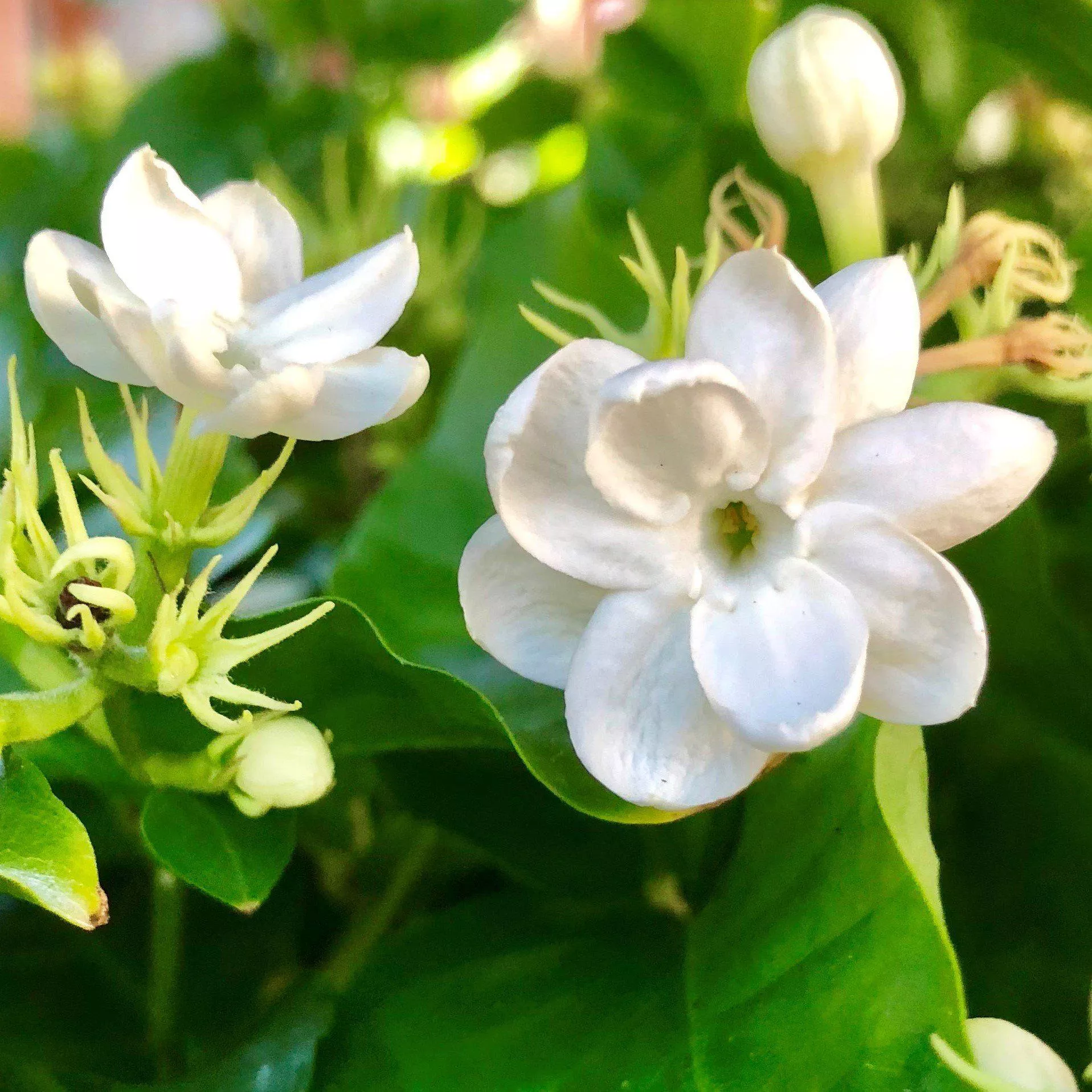 Jasmine - Sambac Maid of Orleans
