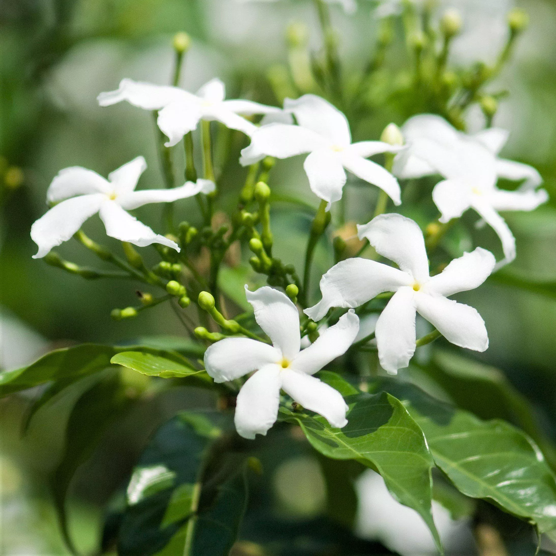 Jasmine - Star Confederate Potted Plant