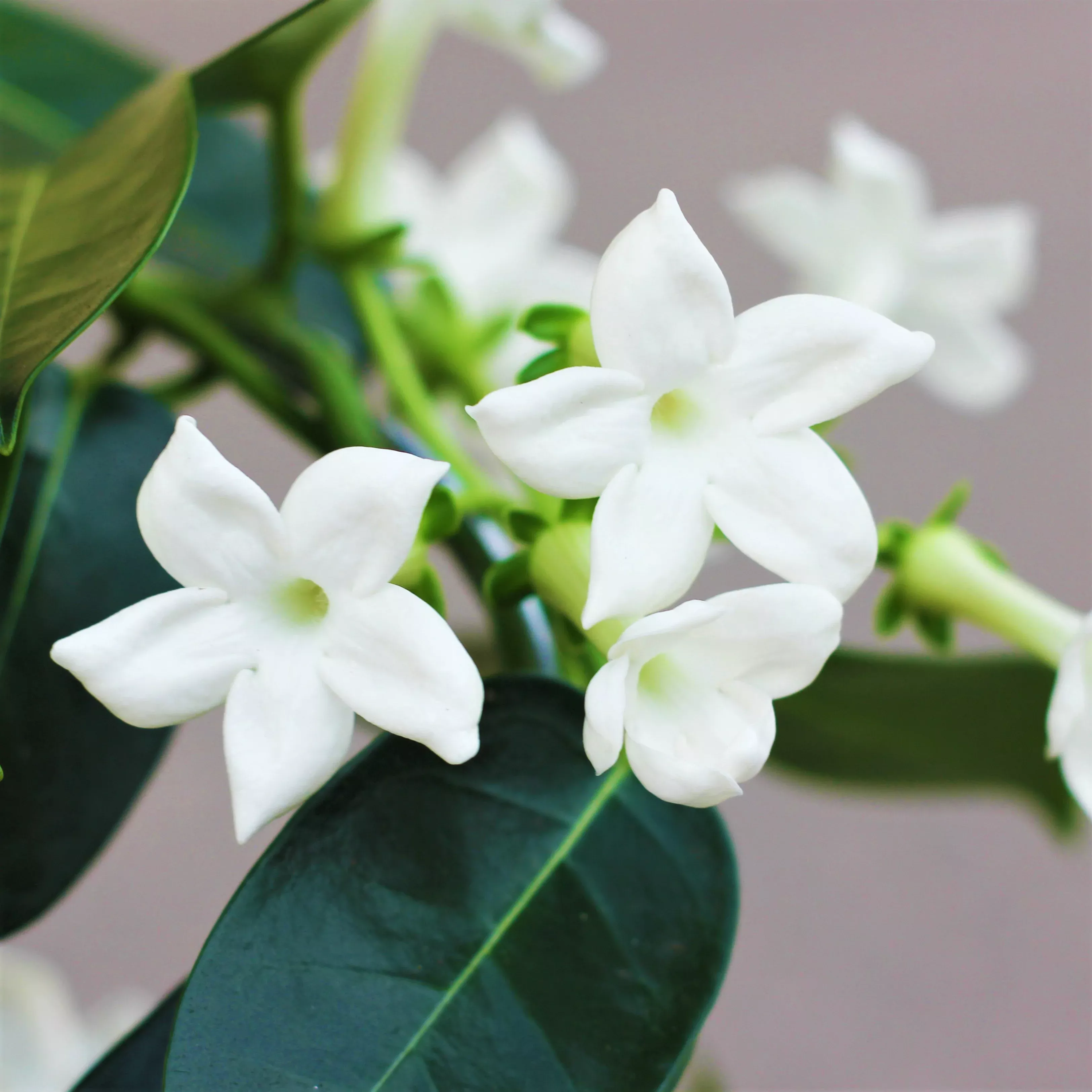 Jasmine - Stephanotis Madagascar