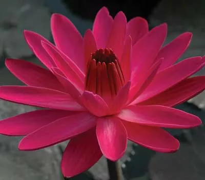 Jennifer Rebecca - Night Blooming Tropical Lily