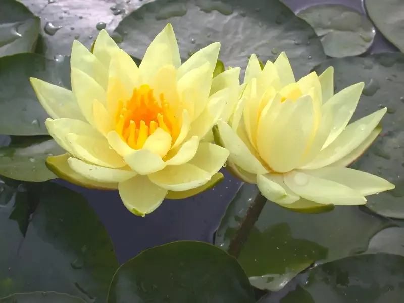 Joey Tomocik - Yellow Hardy Lily