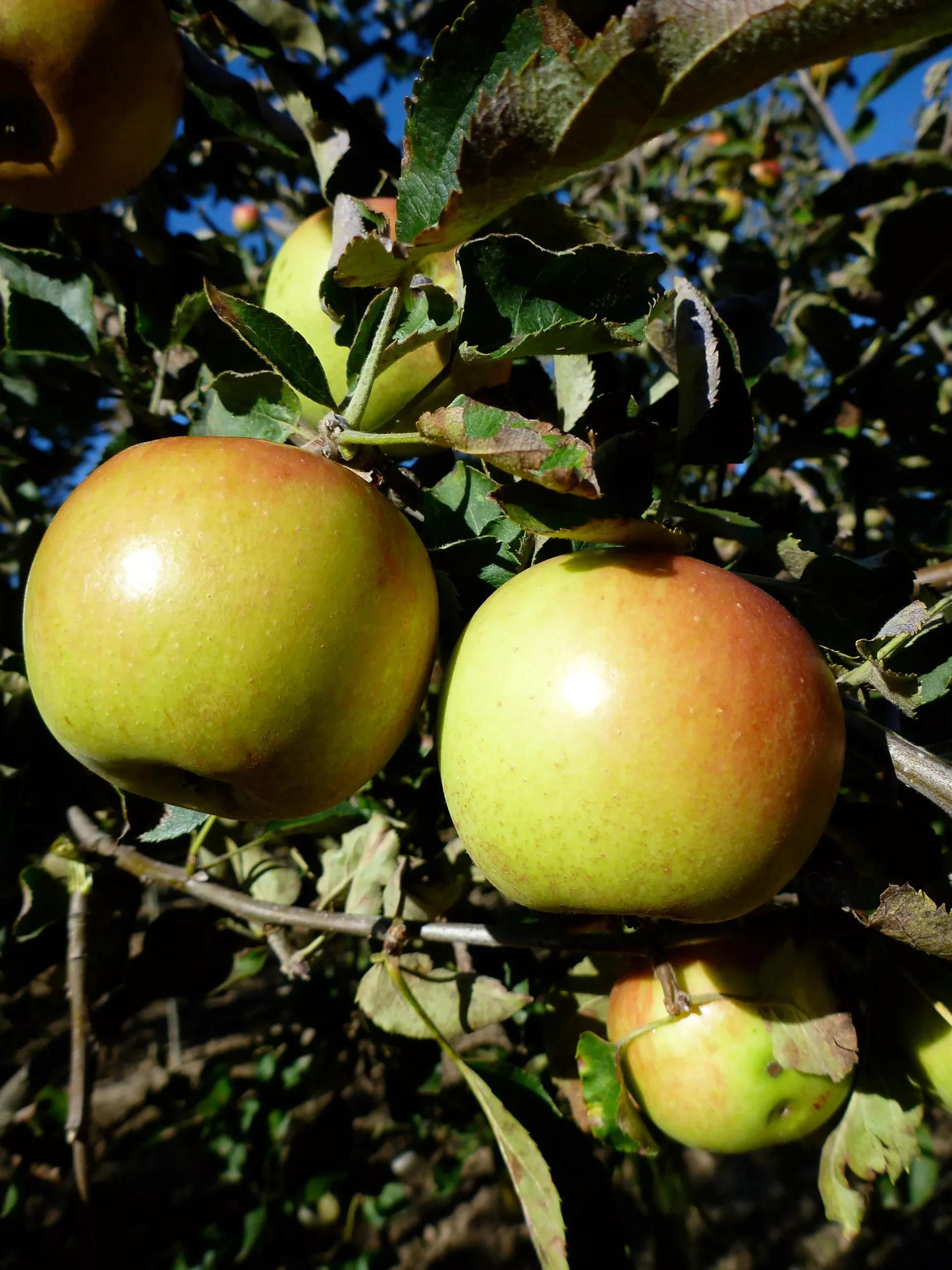 Jonagold Apple