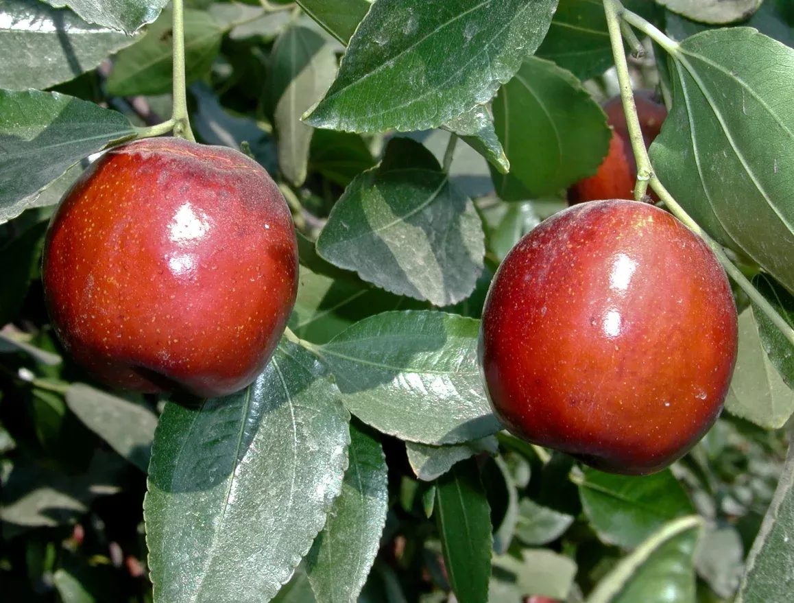 Jujube, Li, Bare Root