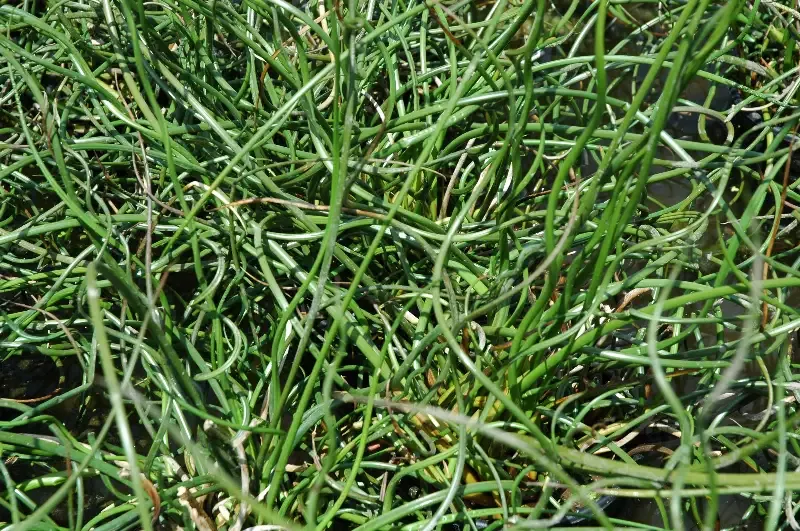 Juncus effuses Corkscrew Rush "Spiralis"