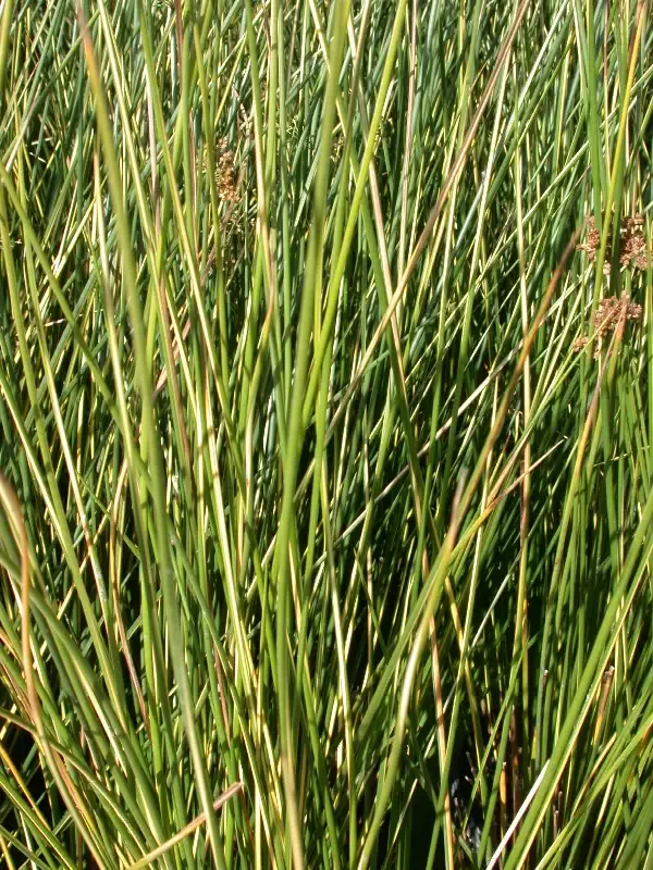 Juncus effuses "Gold Strike Rush"