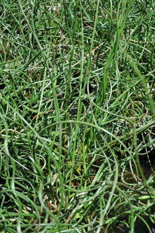 Juncus effusus "Unicorn" Giant Corkscrew Rush